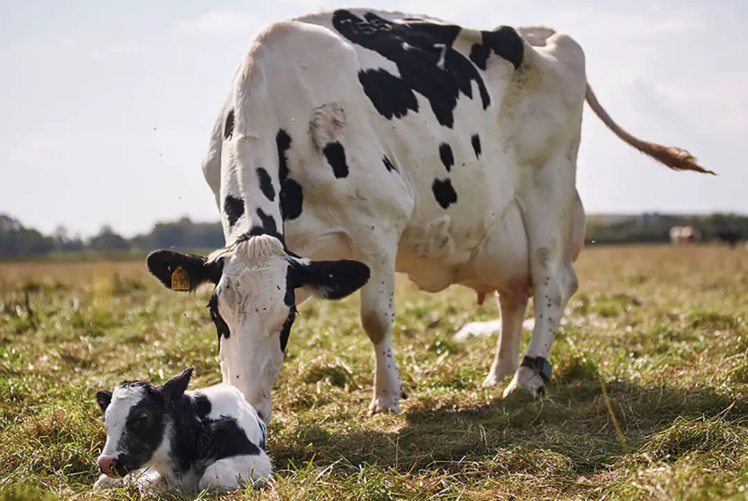 Life Cycle Of A Dairy Cow Agriculture Site