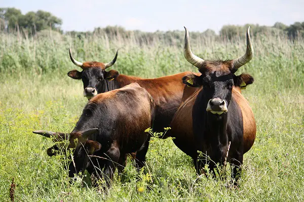 can-cows-survive-in-the-wild-agriculture-site