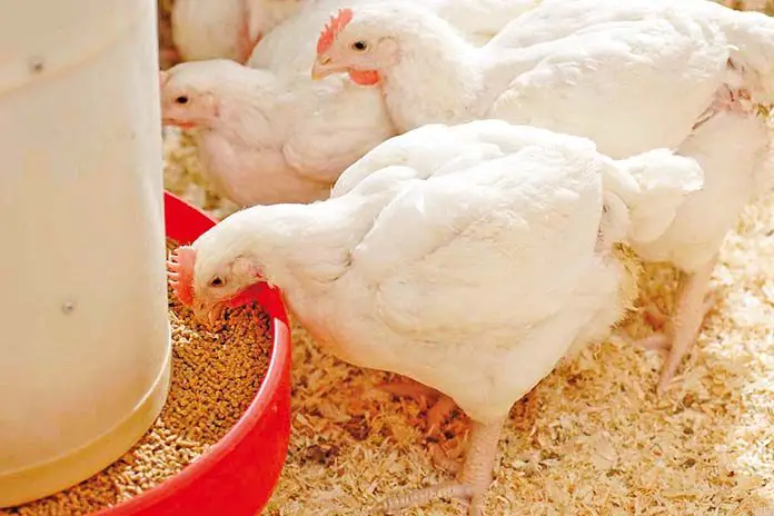 Feeding Broiler Chickens