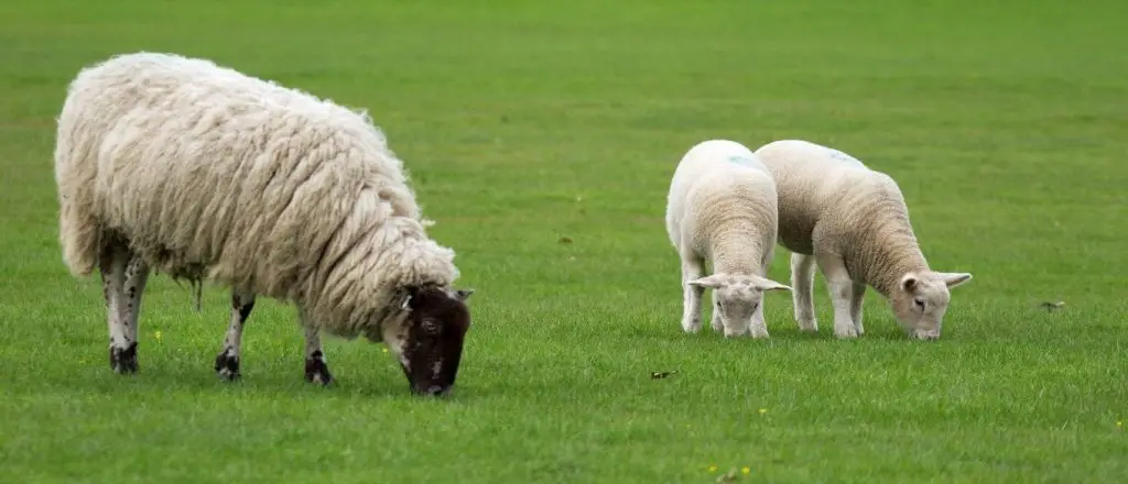 Sheep Per Acre In Rotational Grazing