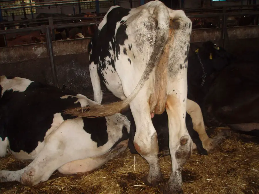 Treatment For Swollen Hocks In Cattle