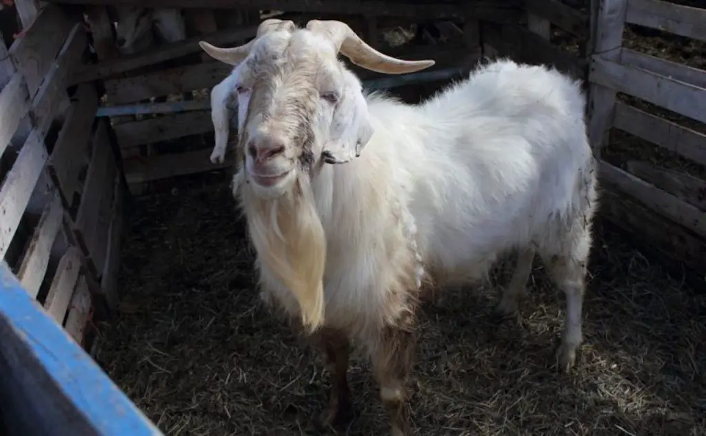 Treatment of Diarrhea in Goats