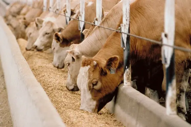 Types of Cattle Feed