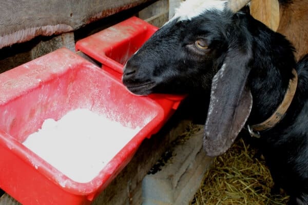 Baking Soda Goat Bloat Treatment