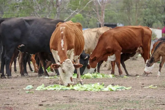 Can Cows Eat Cabbage