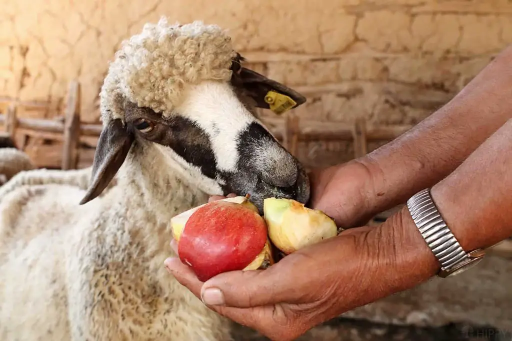 Can Sheep Eat Apples