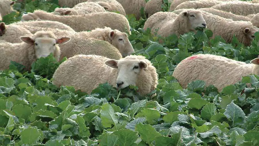 Can Sheep Eat Kale