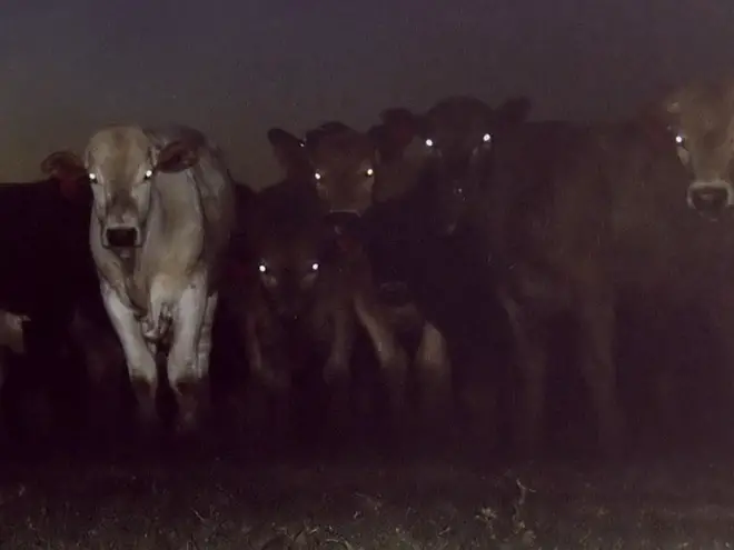 Cows See In The Dark