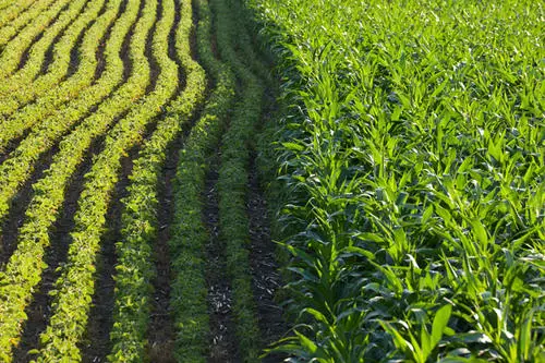 Crop Rotation in Organic Farming