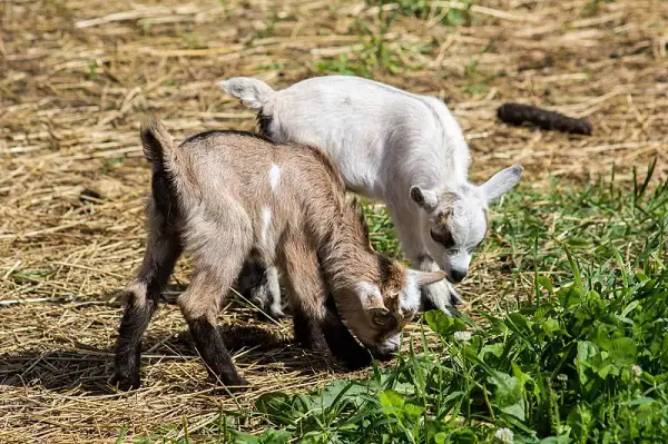 Pygmy Goats Per Acre