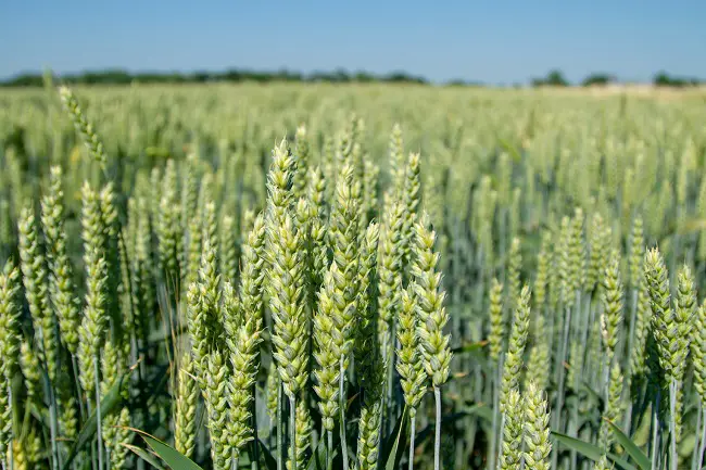 Types of Cereal Crops