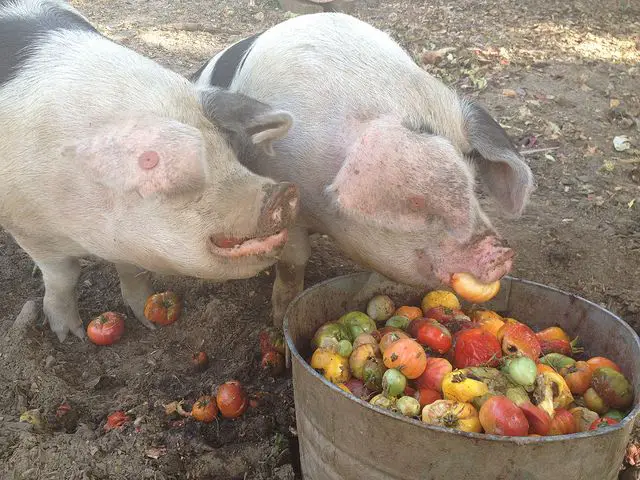 Can Pigs Eat Tomatoes