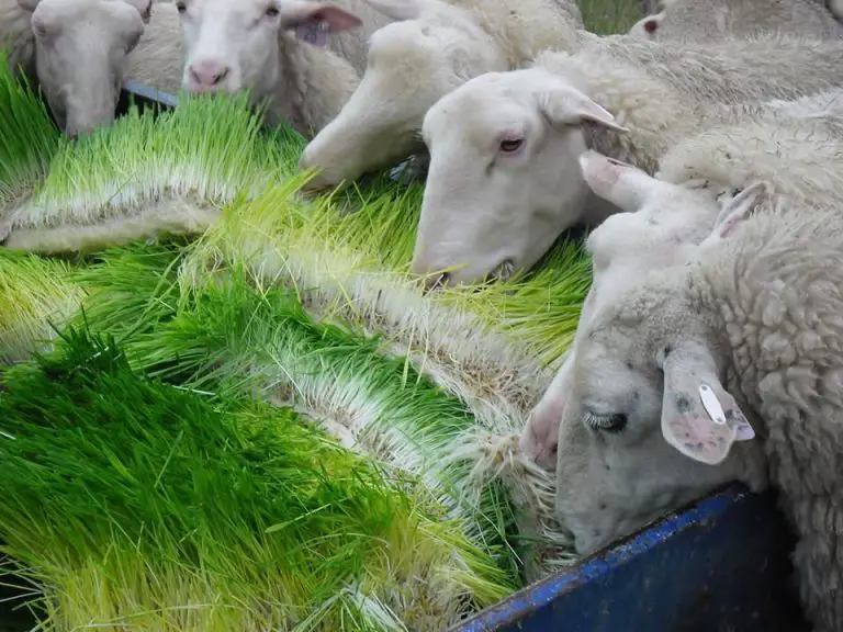 Can Sheep Eat Barley? Agriculture Site