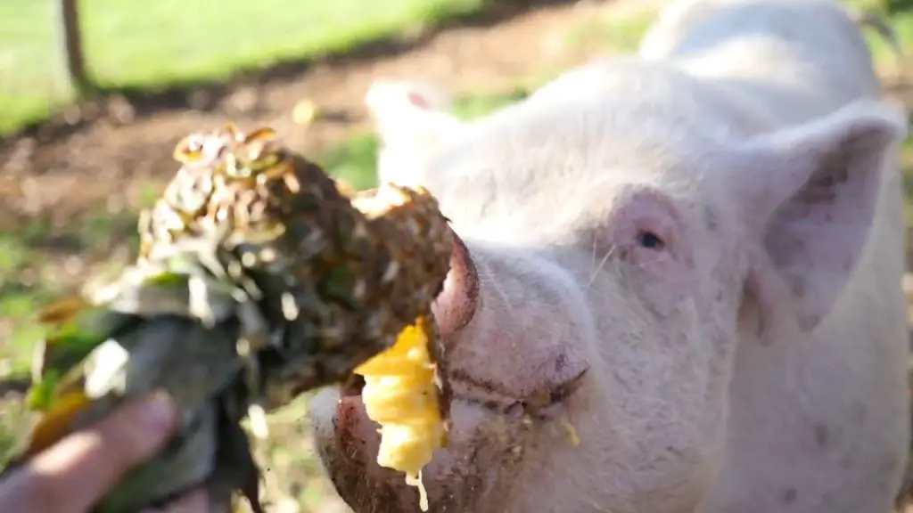 Pigs Eat Pineapple