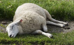 Signs Of A Dead Lamb In Ewe – Agriculture Site