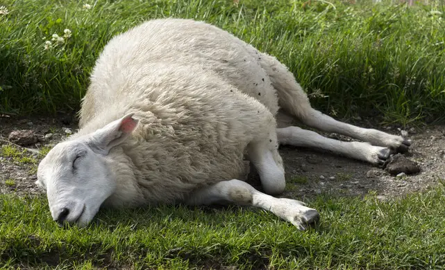 Signs Of A Dead Lamb In Ewe