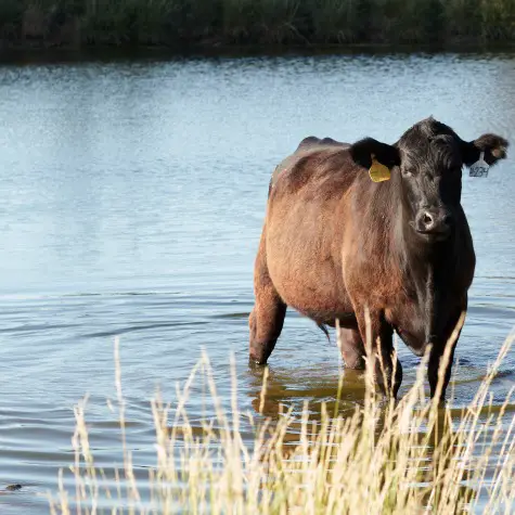 Can Cows Drink Dirty Water