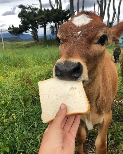 Can Cows Eat Bread