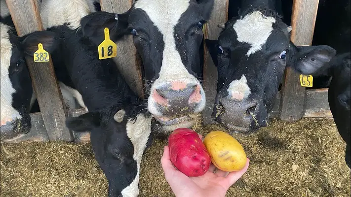 Can Cows Eat Potatoes