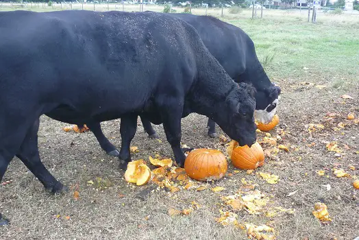 Can Cows Eat Pumpkins