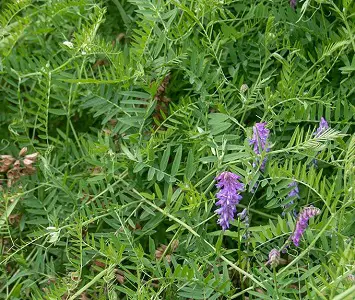 Can Cows Eat Vetch