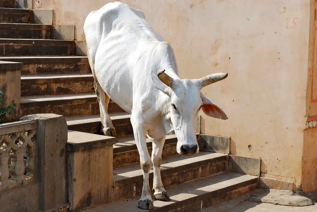 Can Cows Go Down Stairs