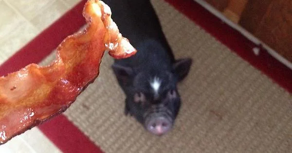 Can Pigs Eat Bacon