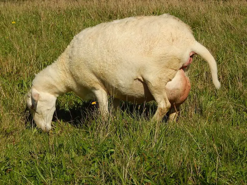 Ewe Udder Before Lambing