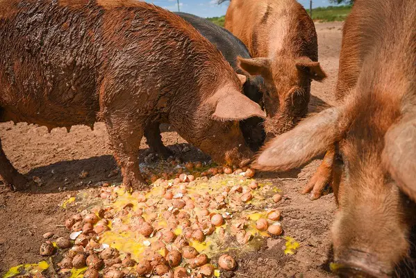 Pigs Eat Egg Shells
