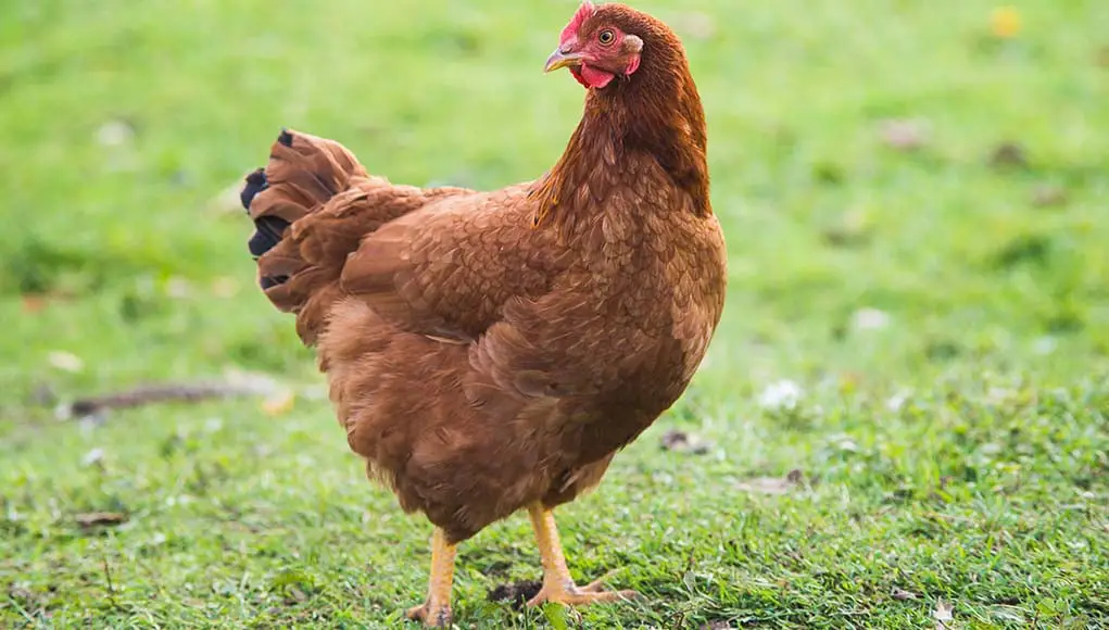 Rhode Island Red Chicken Lifespan