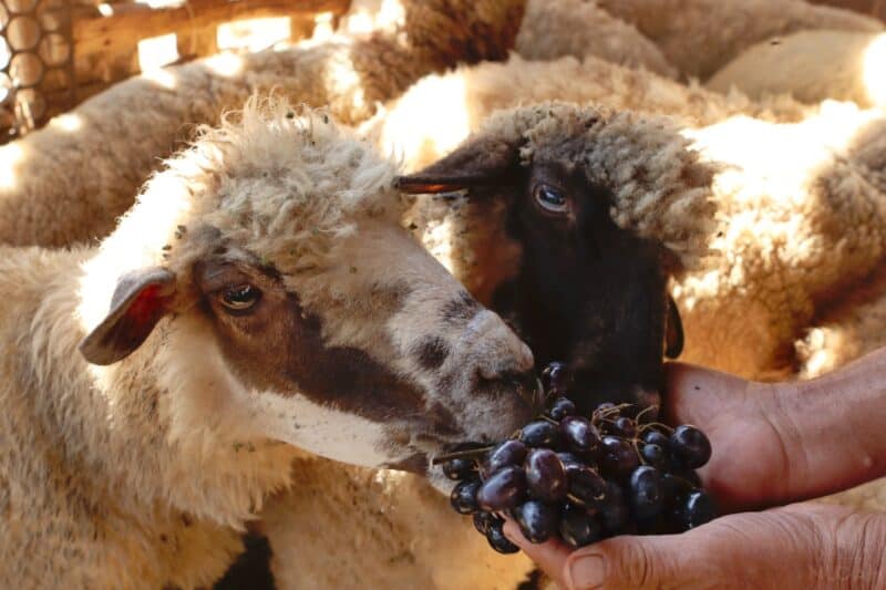 Sheep Eat Grapes