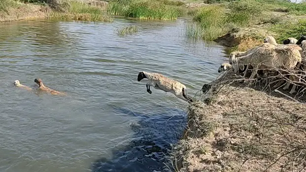 Sheep Swim