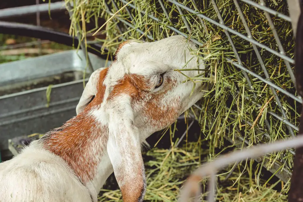 Types Of Hay For Goats
