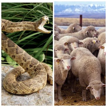 Can A Sheep Survive A Snake Bite