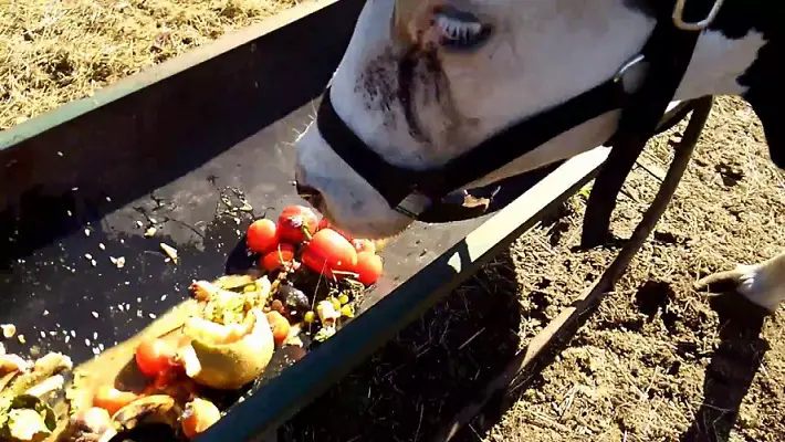 Can Cows Eat Cantaloupe