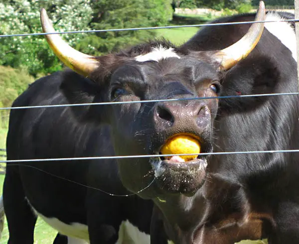 Can Cows Eat Oranges