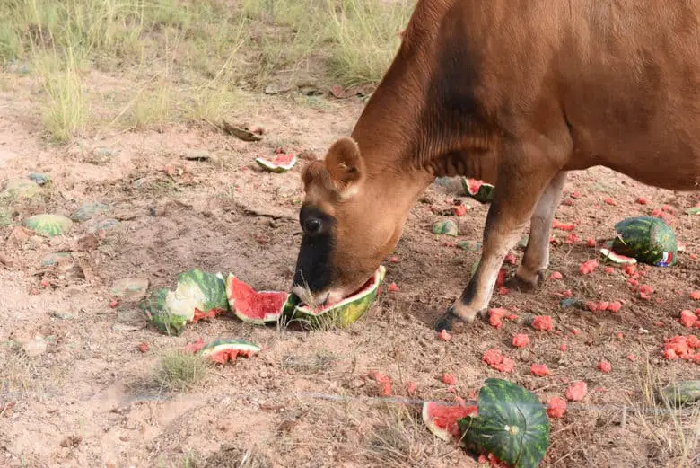 Can Cows Eat Watermelon Rinds