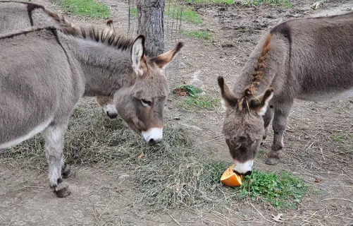Can Donkeys Eat Pumpkins