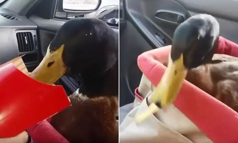 Can Ducks Eat French Fries