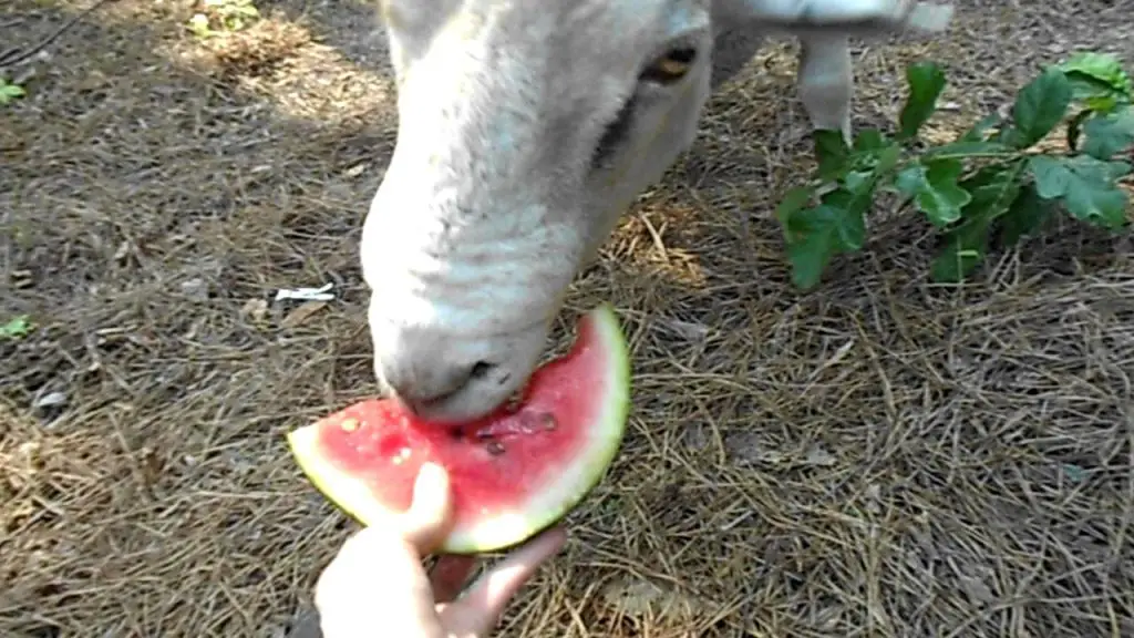 Can Sheep Eat Watermelon