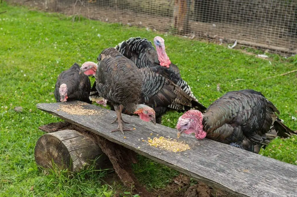 Can Turkeys Eat Chicken Feed