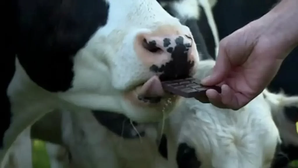 Cows Eat Chocolate