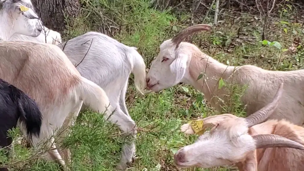Goats Eat Cedar Trees