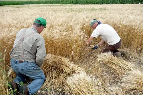 Harvesting Barley