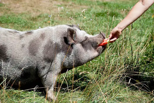 Pigs Eat Watermelon Rinds