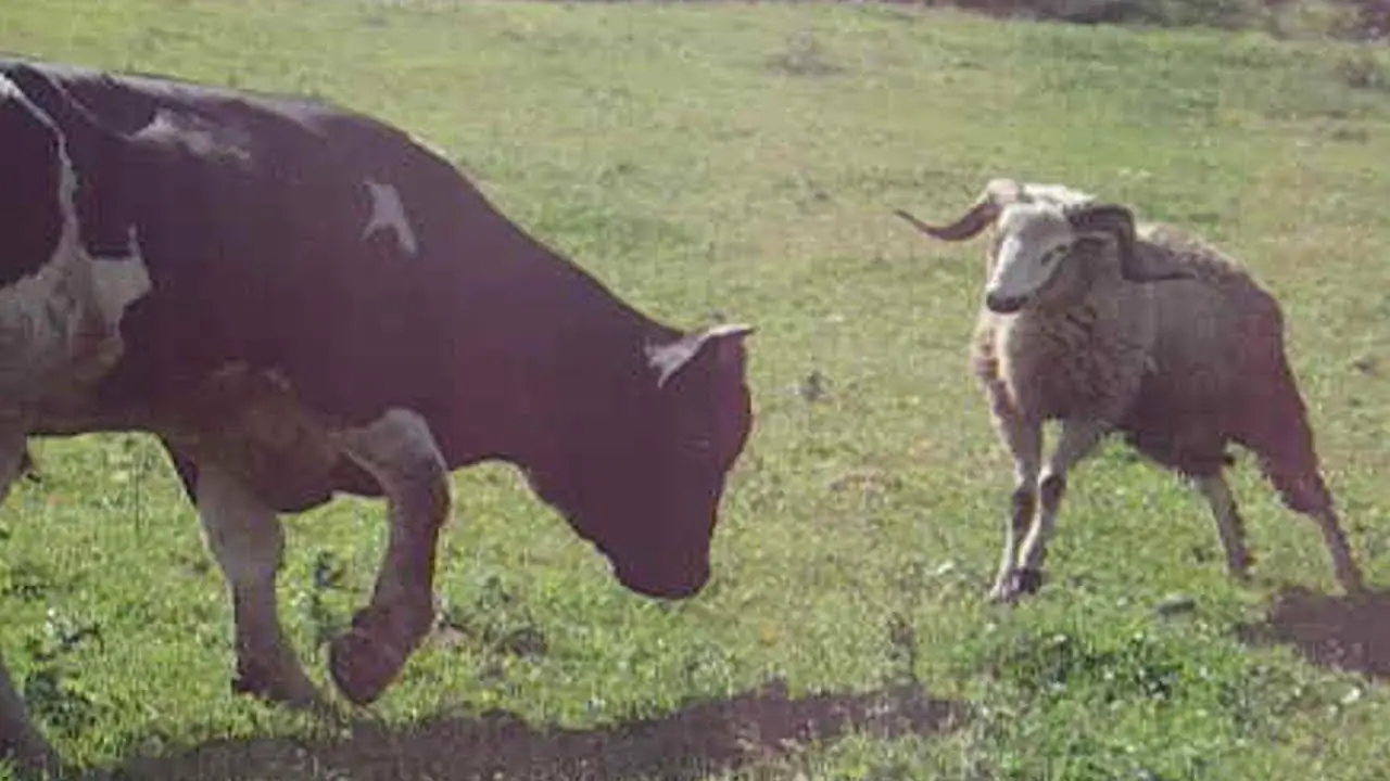 Can Sheep Defend Themselves? – Agriculture Site