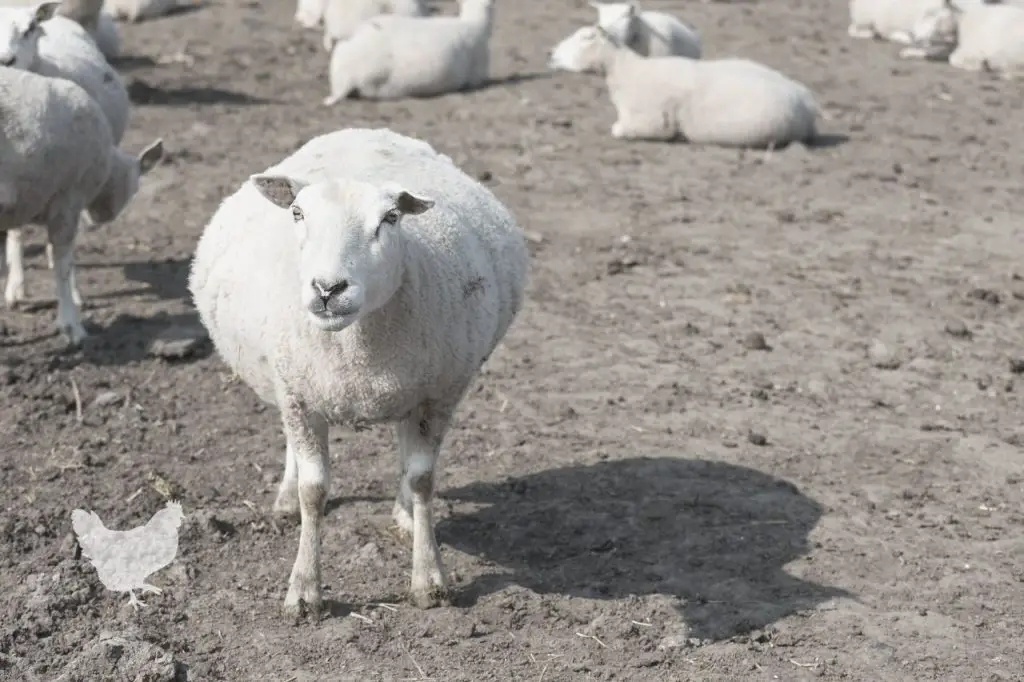 Sheep Get Pregnant After Giving Birth