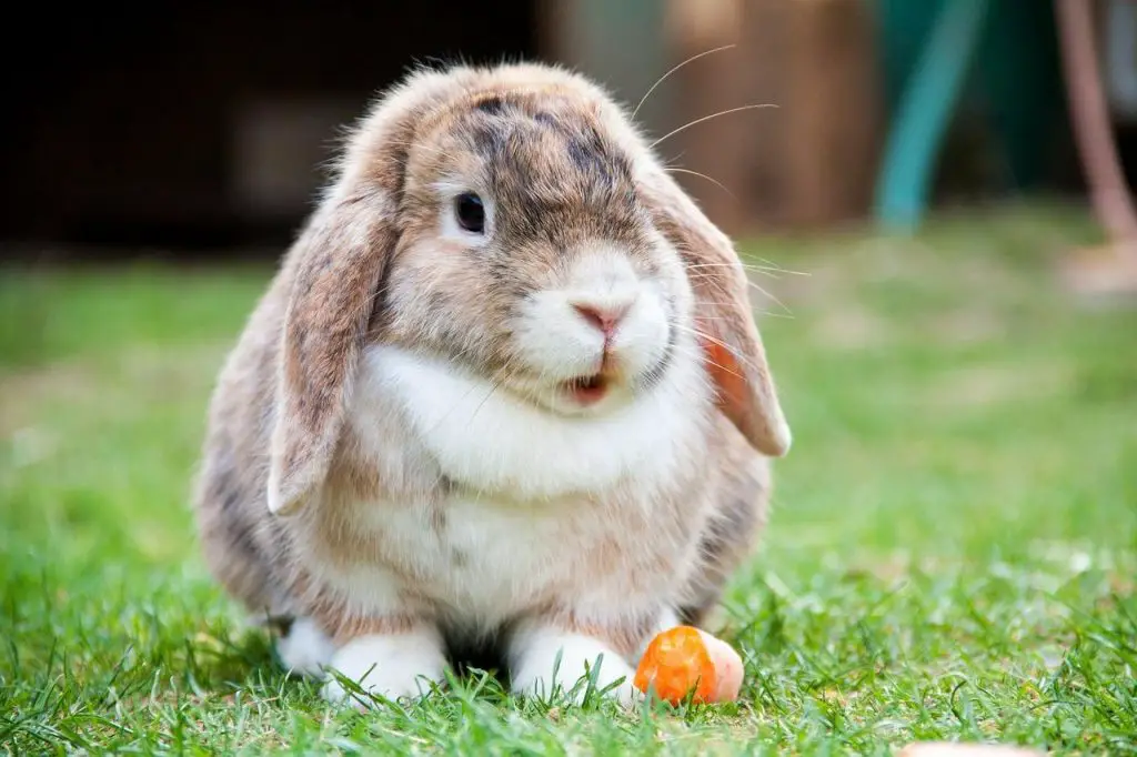 Treat Mastitis in Rabbits